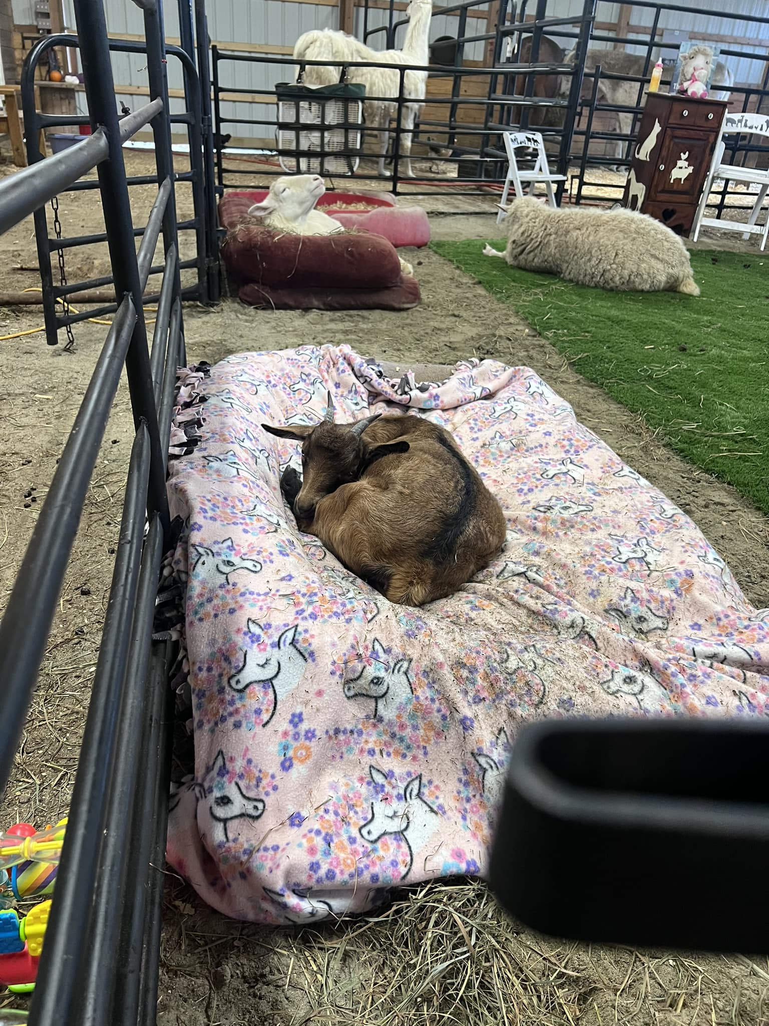 Loving the dog beds.